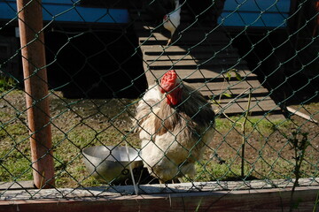 chickens and a rooster on the street behind a fence in a chicken coop © Natali Arkhangelsk