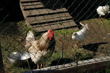 chickens and a rooster on the street behind a fence in a chicken coop © Natali Arkhangelsk