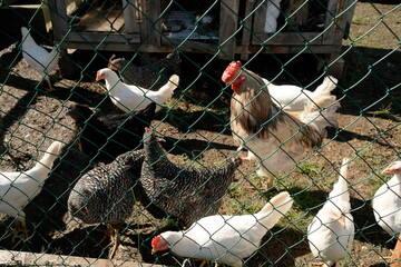 chickens and a rooster on the street behind a fence in a chicken coop © Natali Arkhangelsk