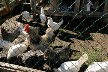 chickens and a rooster on the street behind a fence in a chicken coop © Natali Arkhangelsk