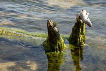 something like two birds in the sea