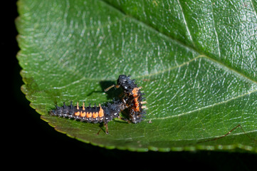 Cannibalism with the larva of a Harlequin ladybird beetle, Harmonia axyridis, eating a larva of the same species