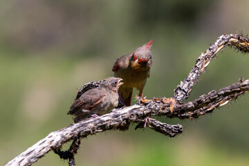 A male pyrrhuloxia, Cardinalis sinuatus, or desert cardinal, feeding a fledgling bird. A beautiful bird in the Sonoran Desert providing food for his young. Pima County, Oro Valley, Arizona, USA.