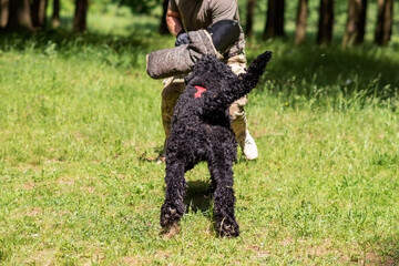 Russian black terrier attacks cynologist, in training of aggression.