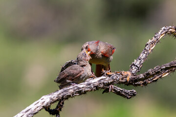 A male pyrrhuloxia, Cardinalis sinuatus, or desert cardinal, feeding a fledgling bird. A beautiful bird in the Sonoran Desert providing food for his young. Pima County, Oro Valley, Arizona, USA.