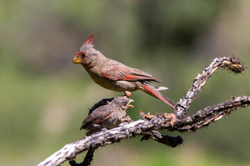 A male pyrrhuloxia, Cardinalis sinuatus, or desert cardinal, feeding a fledgling bird. A beautiful bird in the Sonoran Desert providing food for his young. Pima County, Oro Valley, Arizona, USA.