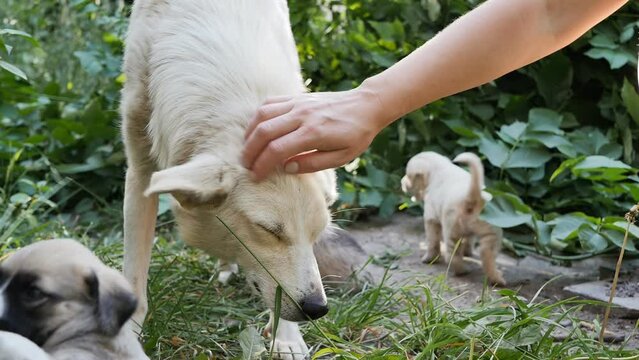a woman's hand caresses a white dog, stroking its muzzle and head. Close to the dog, many puppies play it cheerfully and playfully wading on the green lawn. Volunteer zookeeper takes care of animals