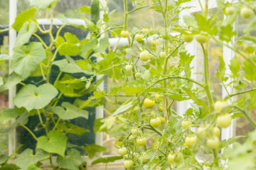 Bunch of big green tomatoes on a bush, growing selected tomato in a greenhouse, selective focus