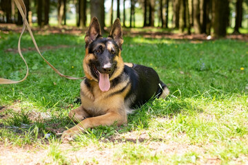 German Shepherd lies on the grass in the forest.