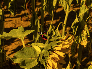 Słoneczniki, kwiaty słońca, Źródło oleju.   © lech