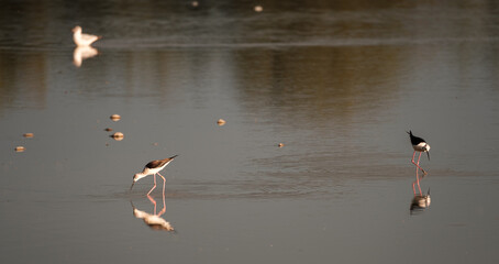 Black-winged stilt  on the pond