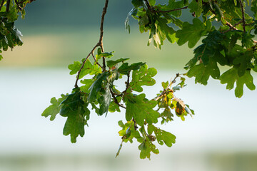 Green leaves in sunlight