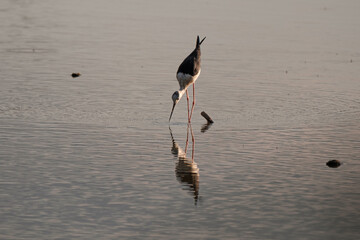 Black-winged stilt  on the pond