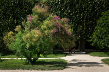 Arbre au jardin des plantes