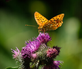 Orange butterfly on purple flowers on a green background