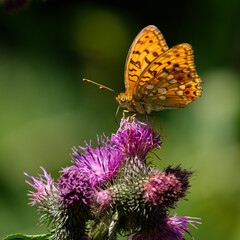 Orange butterfly on a purple flower on green background