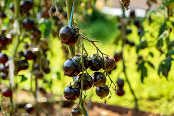Tomatoes on a branch green gardening