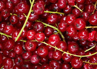 Red currant fresh berry fruits full frame from above natural food background