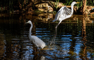 Great Egret (Ardea alba)