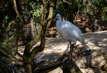 Great Egret (Ardea alba)