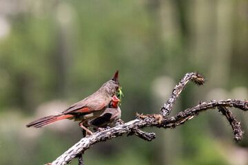 A male pyrrhuloxia, Cardinalis sinuatus, or desert cardinal, feeding a fledgling bird. A beautiful bird in the Sonoran Desert providing food for his young. Pima County, Oro Valley, Arizona, USA.