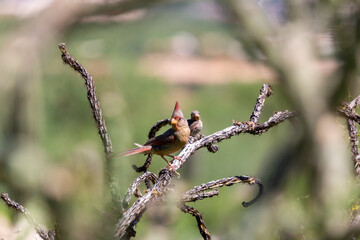 Male pyrrhuloxia, Cardinalis sinuatus, also known as the desert cardinal photographed in the Sonoran Desert perched on a dead cholla branch. Oro Valley, Arizona, USA.