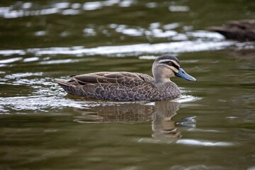 Close-up of an adorable pacific black duck swimming in a pond