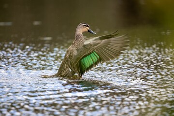 Close-up of an adorable pacific black duck swimming in a pond © Wirestock Creators
