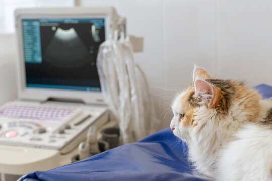 cat on examination, appointment in a veterinary doctor's clinic next to the ultrasound machine. High quality photo