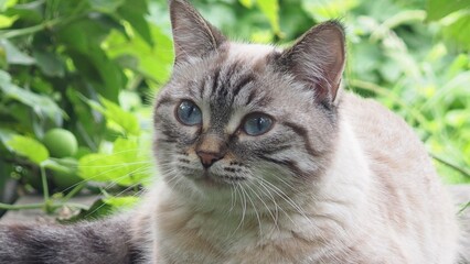 A cute kitten with blue eyes walks in the garden. Striped, gray, fluffy cat, pet in nature. Domestic cat outdoors among green grass