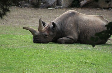 Obraz premium rhino in the grass