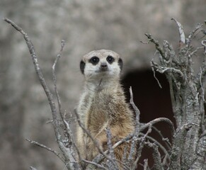 Fototapeta premium meerkat on guard