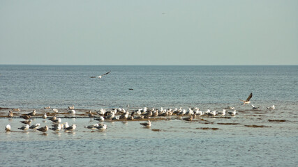 birds on the seashore, blue sky and horizon in the background