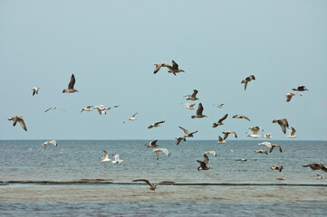flying birds on the sea, blue sky and horizon in the background