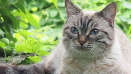 A cute kitten with blue eyes walks in the garden. Striped, gray, fluffy cat, pet in nature. Domestic cat outdoors among green grass