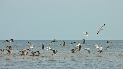 flying birds on the sea, blue sky and horizon in the background
