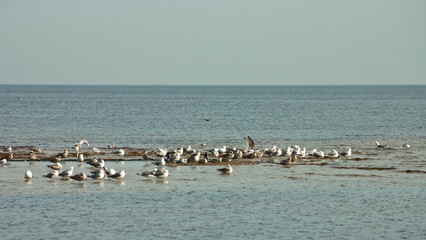 birds on the seashore, blue sky and horizon in the background