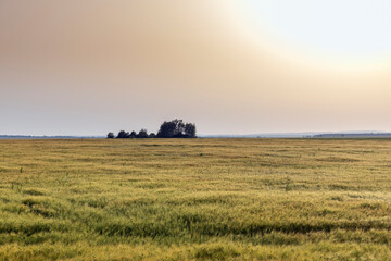 An agricultural field where ripening cereals grow