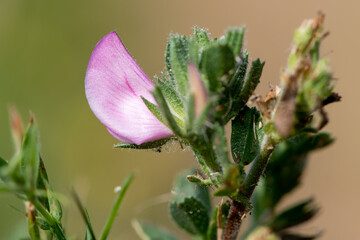 Close up of a common restharrow (ononis repens) flower