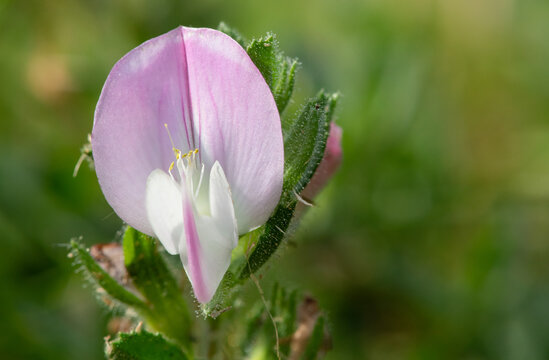 Close up of a common restharrow (ononis repens) flower