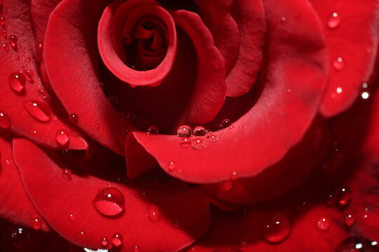 Macro photo of drops and red roses