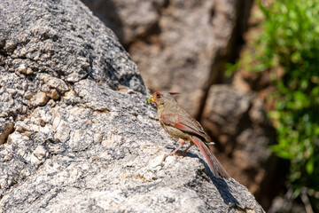 A male pyrrhuloxia, Cardinalis sinuatus, also called the desert cardinal, hunting for bugs on a rocky outcropping in the Sonoran Desert along the Linda Vista hiking trail. Oro Valley, Arizona, USA.
