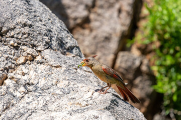 A male pyrrhuloxia, Cardinalis sinuatus, also called the desert cardinal, hunting for bugs on a rocky outcropping in the Sonoran Desert along the Linda Vista hiking trail. Oro Valley, Arizona, USA.