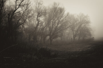 Dark spooky landscape showing forest on a misty winter day in sepia tones