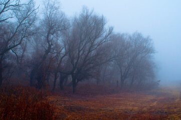 Obraz na płótnie Canvas Dark landscape showing spooky old forest in autumn mist
