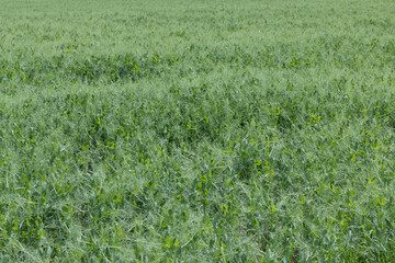 An agricultural field where green peas grow during flowering