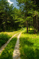 Fototapeta na wymiar Footpath through the pine forest on a sunny summer day