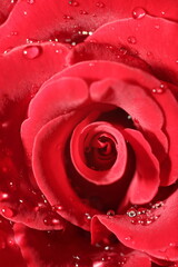 Macro photo of drops and red roses