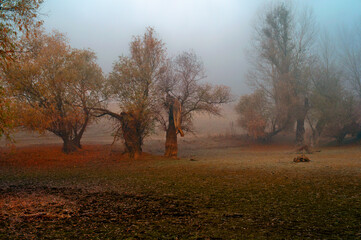 Dark landscape showing spooky old forest in autumn mist