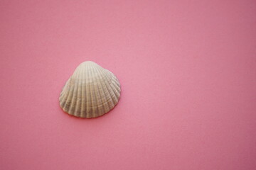 White grey seashell on an pink table. Copy space.